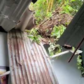 Caída de gran árbol ocasionó graves daños a casa de zona de ladera de Cali