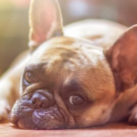 Alimentos prohibidos para perritos: No deberías darle esto a tu mascota