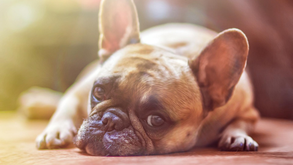 Los héroes peludos: Celebrando el Día Internacional del Perro Guía
