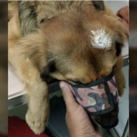 Un hombre le disparó a un perrito, al parecer, porque le molestó su ladrido