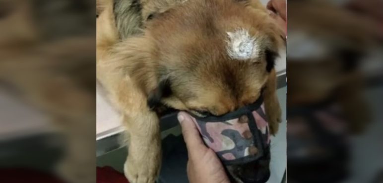 Un hombre le disparó a un perrito, al parecer, porque le molestó su ladrido