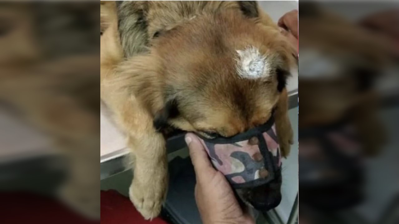 Un hombre le disparó a un perrito, al parecer, porque le molestó su ladrido