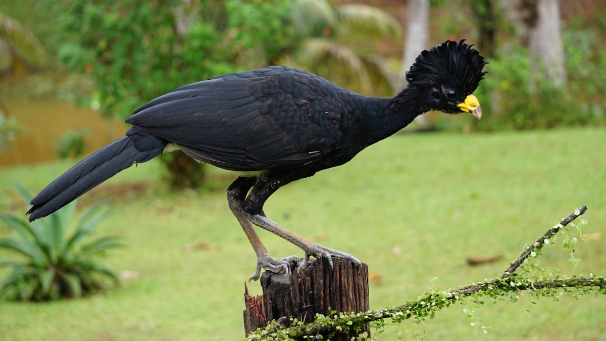 El sábado ‘Camina San Antonio’ con avistamiento de aves y rutas peatonales