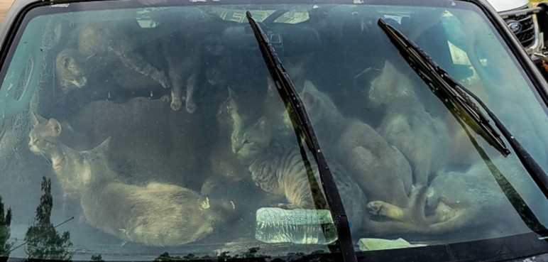Un hombre vivía en su carro con 47 gatos en Estados Unidos