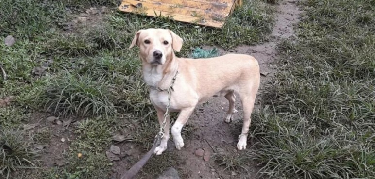 Buscan casa a 300 perros y gatos que podrían quedar desprotegidos al sur de la ciudad