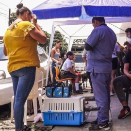 Concejal radicó proyecto para la esterilización obligatoria de animales