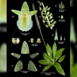 En Dapa descubrieron 2 nuevas especies de orquídeas