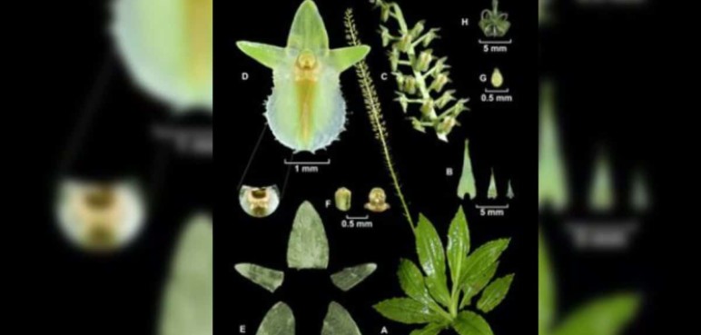 En Dapa descubrieron 2 nuevas especies de orquídeas