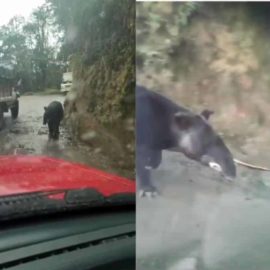 En video quedó registrada danta de la montaña en vías hacia Popayán
