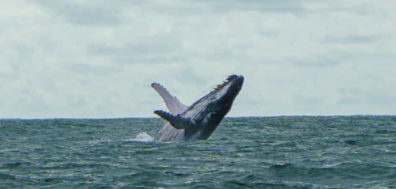 Guía básica para turistas durante el avistamiento de ballenas en el Pacífico