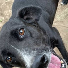 Perro y sus dueños son demandados por un presunto ‘gaticidio’