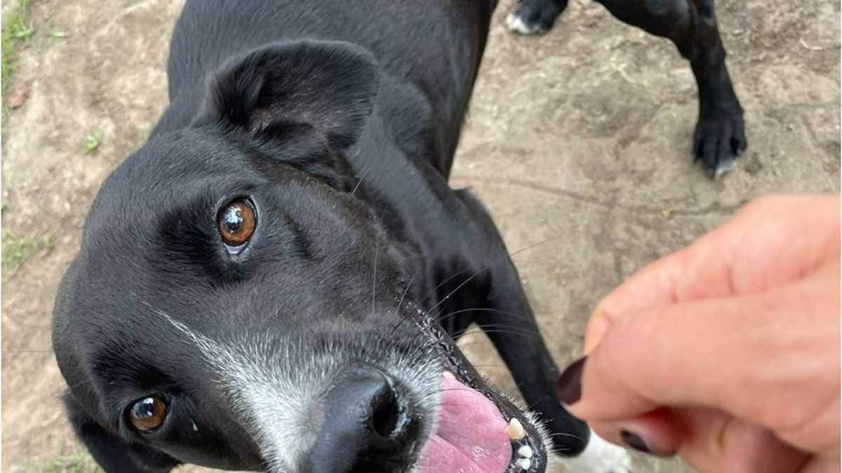 Perro y sus dueños son demandados por un presunto ‘gaticidio’