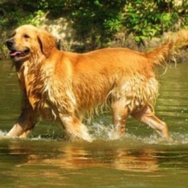 ¿Por qué el 21 de julio se celebra el Día Mundial del Perro? Presume tu peludito