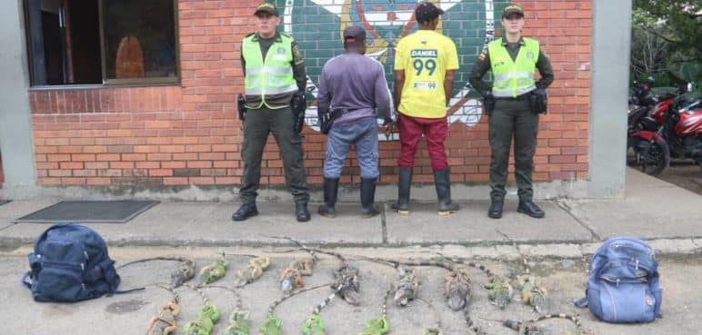 Rescatan 19 iguanas que iban a ser vendidas para el consumo humano