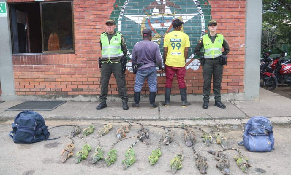 Rescatan 19 iguanas que iban a ser vendidas para el consumo humano