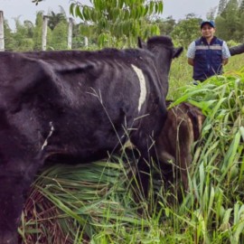 Rescatan una vaca que se encontraba en malas condiciones en un colegio de Dagua