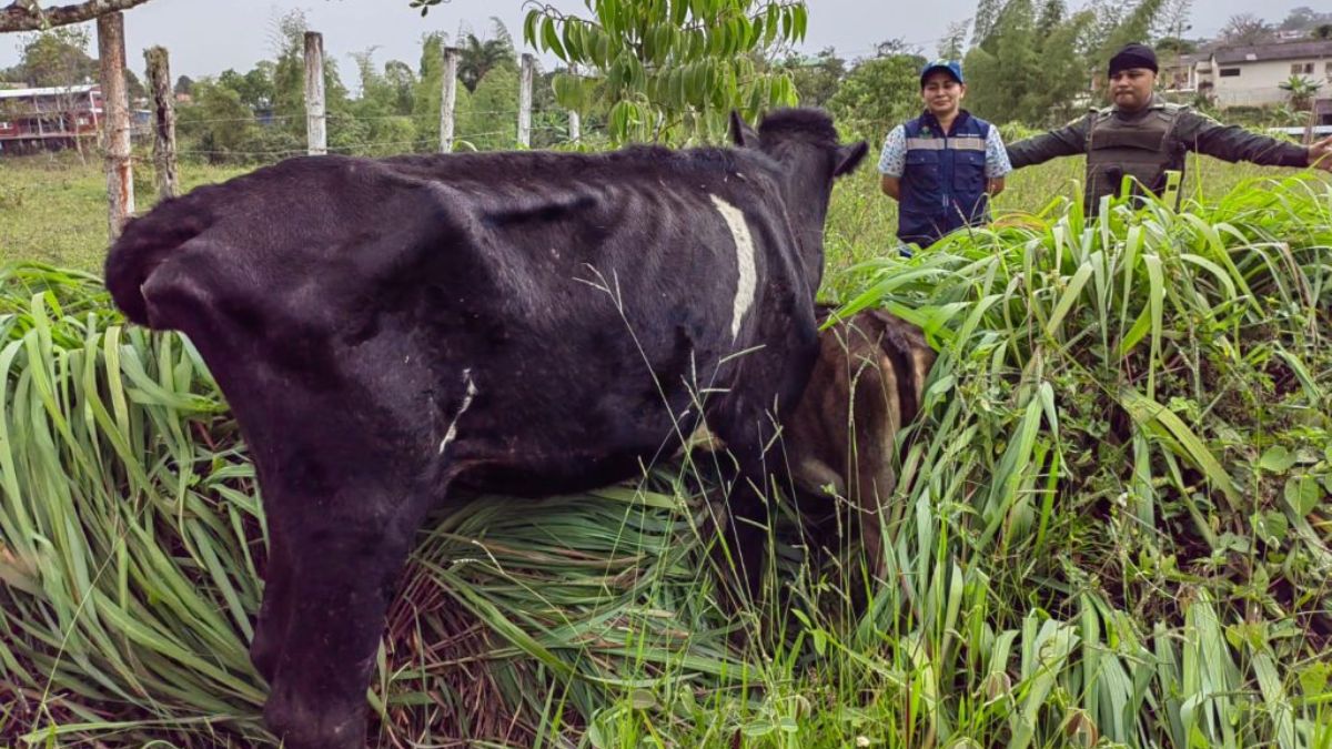 Rescatan una vaca que se encontraba en malas condiciones en un colegio de Dagua