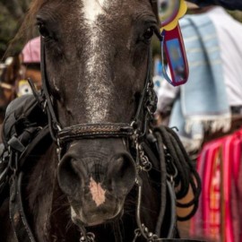 Buscan prohibir la cabalgata que se estaría promoviendo por el 'Tino' Asprilla