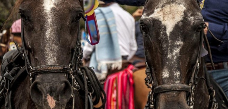 Rechazan proyecto de "bienestar animal" para realizar cabalgatas en el Valle