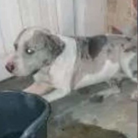 Denuncian posible caso de explotación y abandono de perros pitbull en Cali