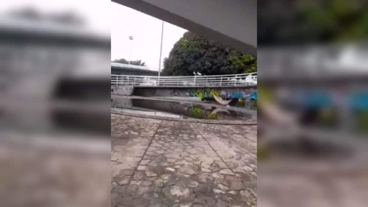 Denuncian posible caso de explotación y abandono de perros pitbull en Cali