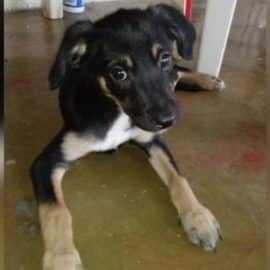 Un perrito fue rescatado luego de ser lanzado a un caño por su dueña