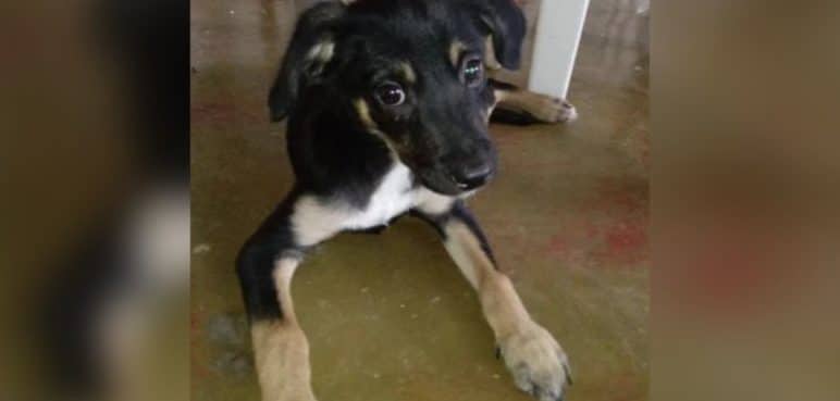 Un perrito fue rescatado luego de ser lanzado a un caño por su dueña