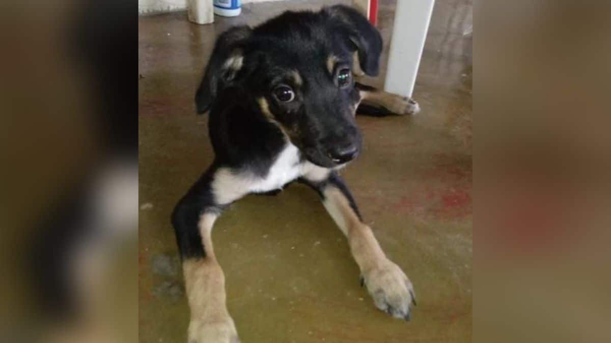 Un perrito fue rescatado luego de ser lanzado a un caño por su dueña