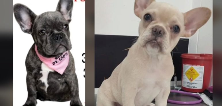 ¡Indignante! Un perro fue drogado con escopolamina para poder robárselo