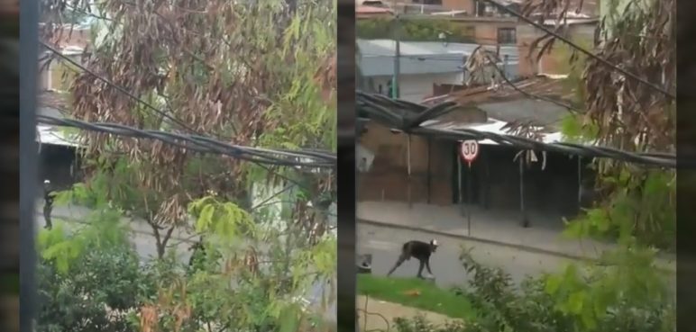Jóvenes se enfrentaron a piedra en el barrio Marroquín, oriente de Cali