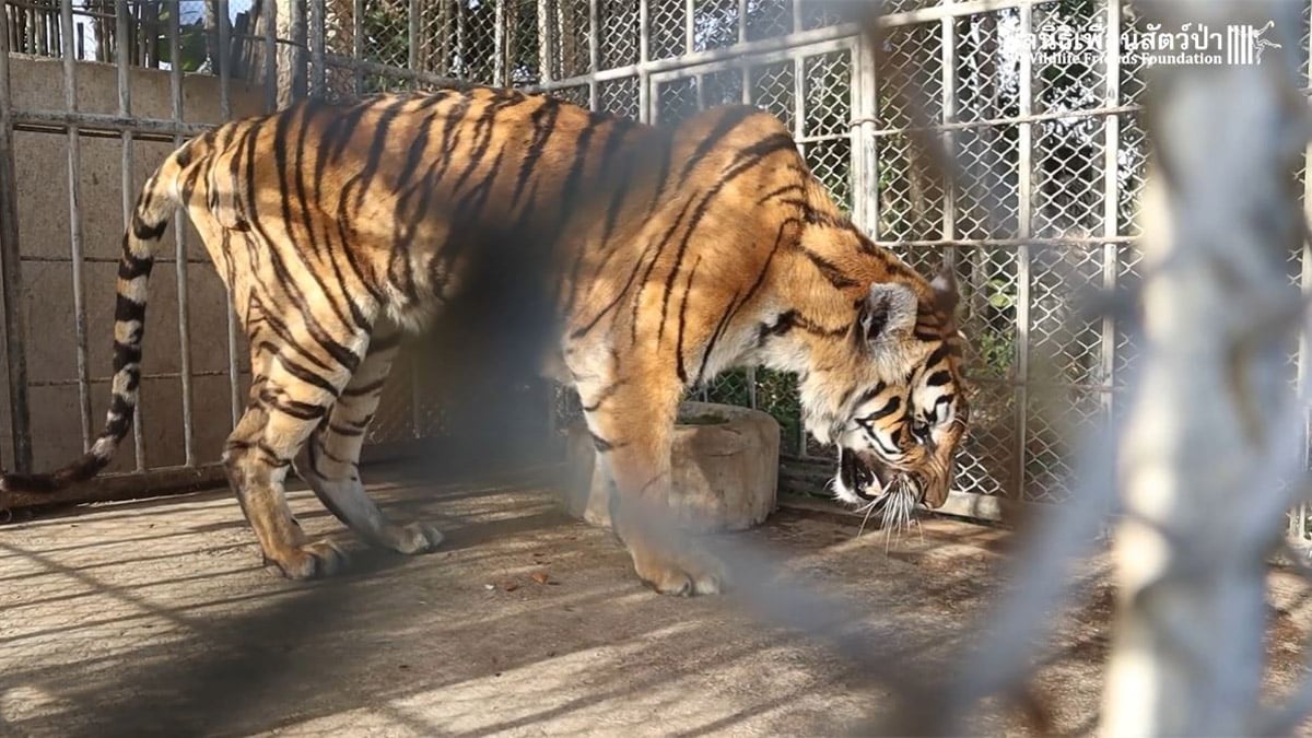Un tigre que escapó de la Hacienda Nápoles tuvo que ser sacrificado