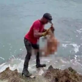 Perros serían usados como carnada para atraer tiburones en San Andrés