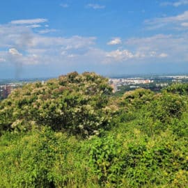 Piden proteger reserva ambiental en Cali ante construcción de viviendas
