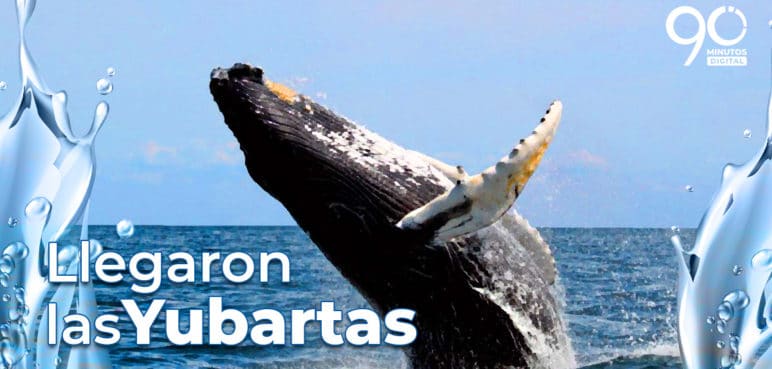 Llegaron las Yubartas,<br>todos y todas a cuidarlas