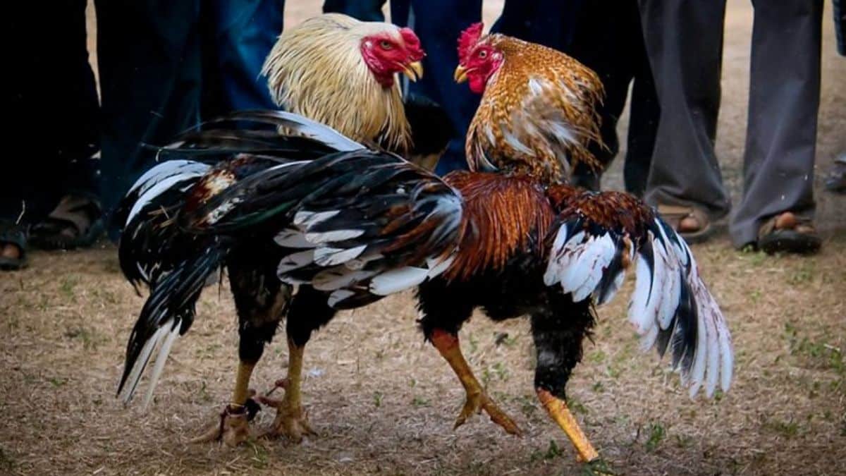 Frontera con Venezuela estaría abierta dos meses después de restablecer relaciones