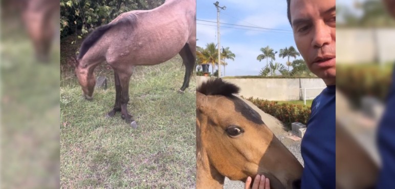 ¡Que buen gesto! Jhonny Rivera adoptó caballo con una pierna quebrada