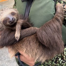 Rescatan a osos perezosos que iban a ser convertidos en comida en Buenaventura