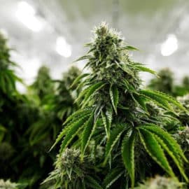 Así avanza el debate para la regularización del Cannabis en Colombia