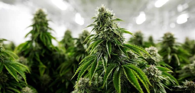 Regulación del cannabis en Colombia: Esto es lo que opinan