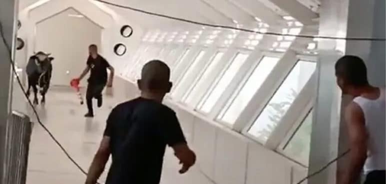 Video: Pánico en Israel por un toro enfurecido que entró a un banco