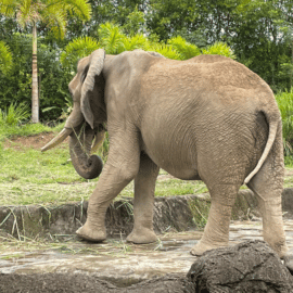 Ukumarí, el bioparque más grande de Colombia ¿Cómo llegar desde Cali?