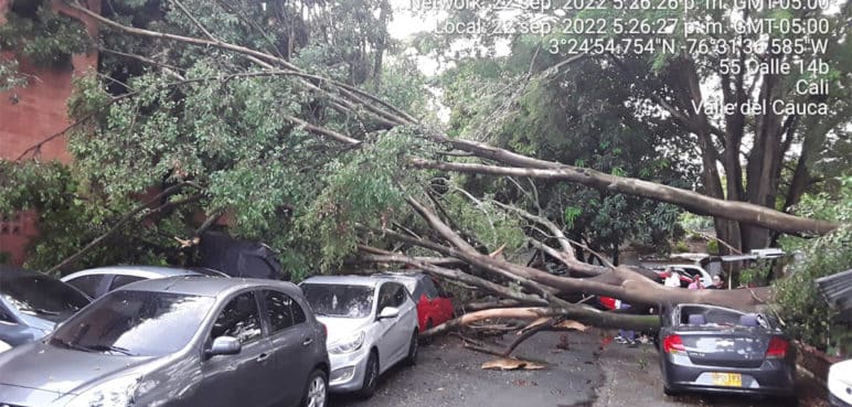 Caída de gigantesco árbol causó graves daños a diez vehículos en El Guabal
