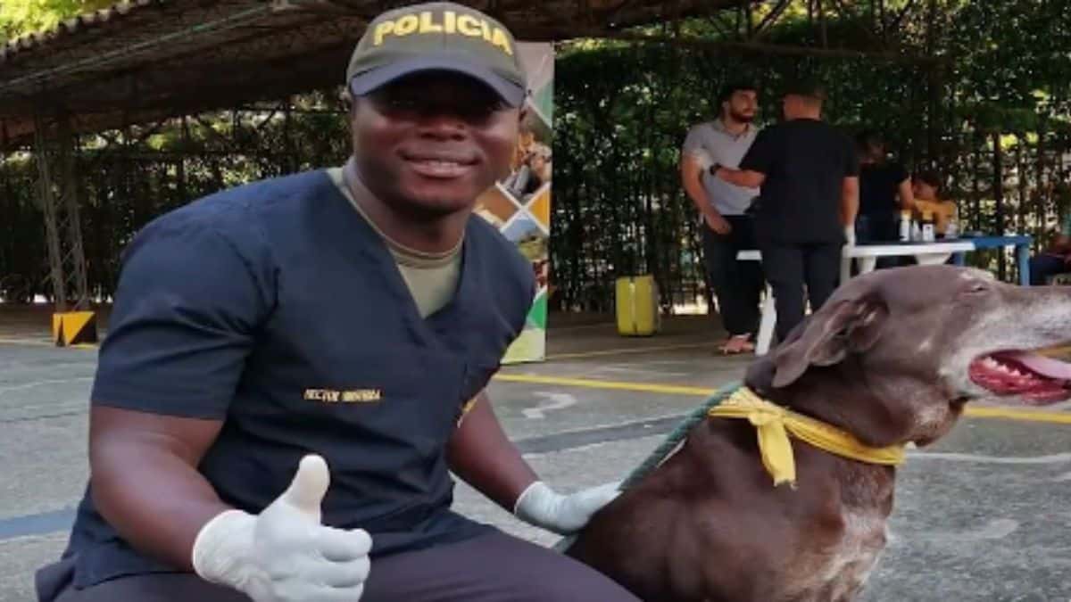 Tras ser golpeado por ciclista, perro muere de forma instantánea en Dagua