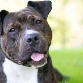 Este viernes entra en vigencia decreto que obligará a pagar póliza por tener pitbulls