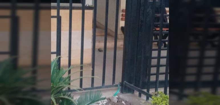 Lanzan granada al interior de unidad residencial en Cali: autoridades investigan