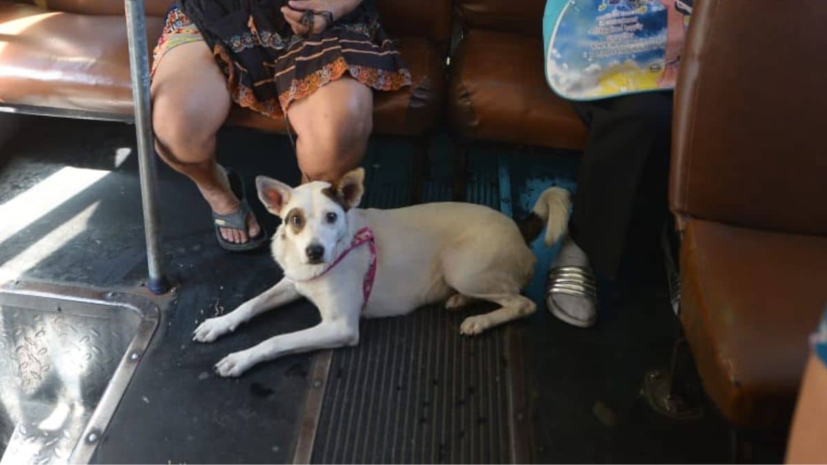 Iniciativa busca que las mascotas viajen junto a sus dueños en los buses