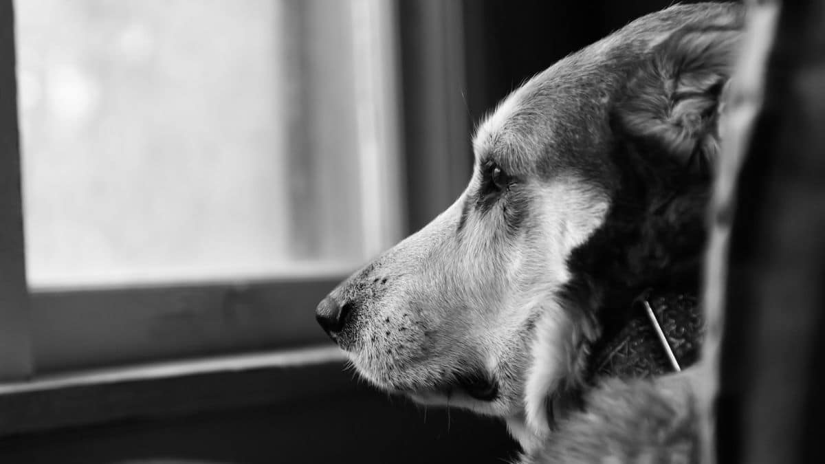 Killer, labrador del Ejército, cuenta con escoltas: Fue amenazado