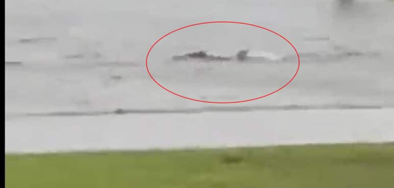 ¿Video real?: Captan tiburón nadando en vía Florida tras paso de huracán Ian