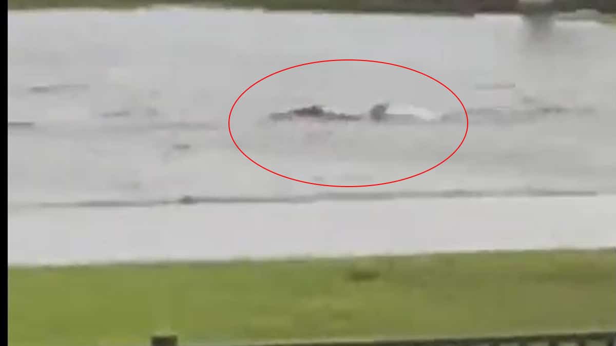 ¿Video real?: Captan tiburón nadando en vía Florida tras paso de huracán Ian