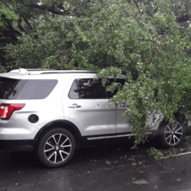 Reportan la caída de un árbol sobre una camioneta en el barrio La Flora